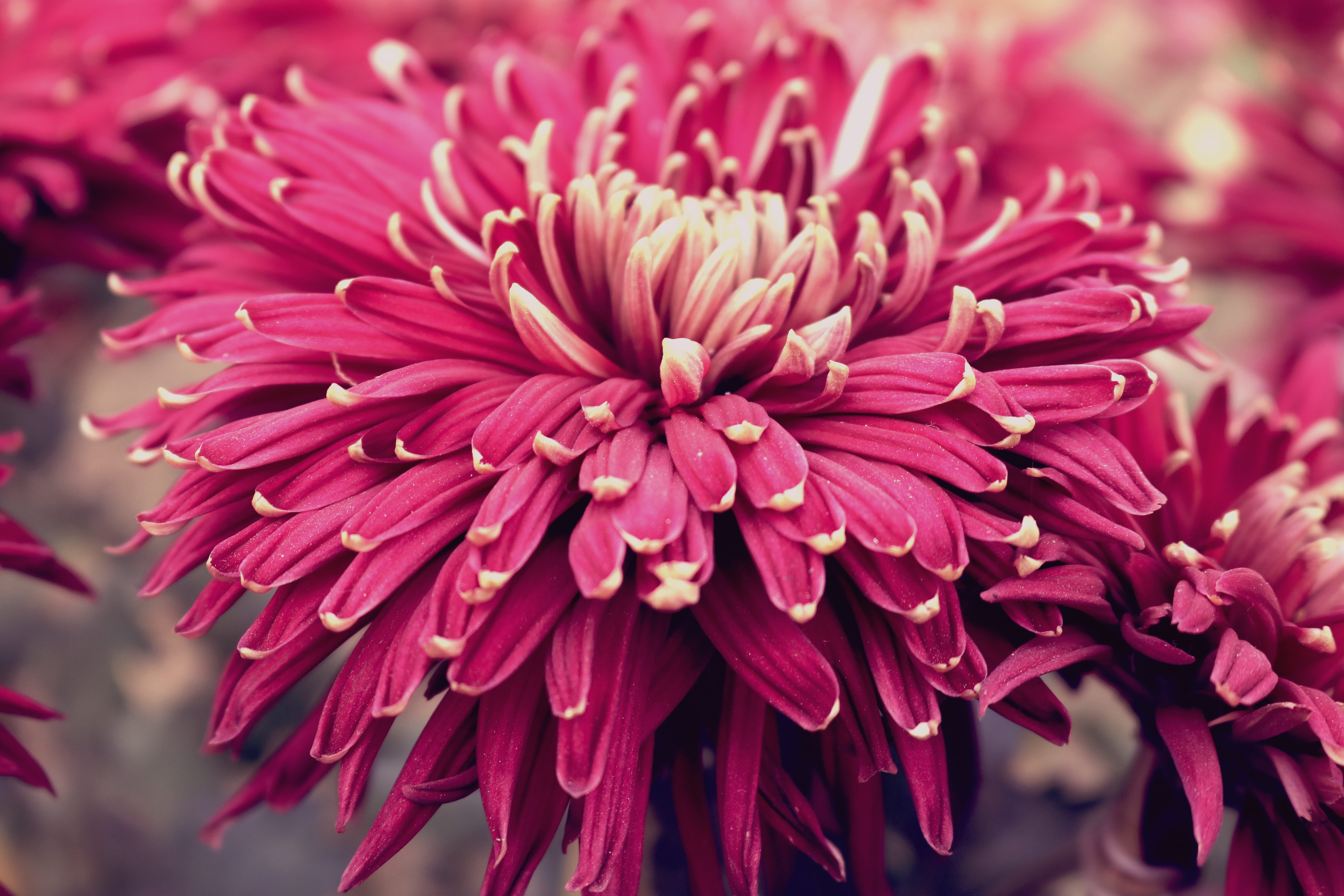 Chrysantheme