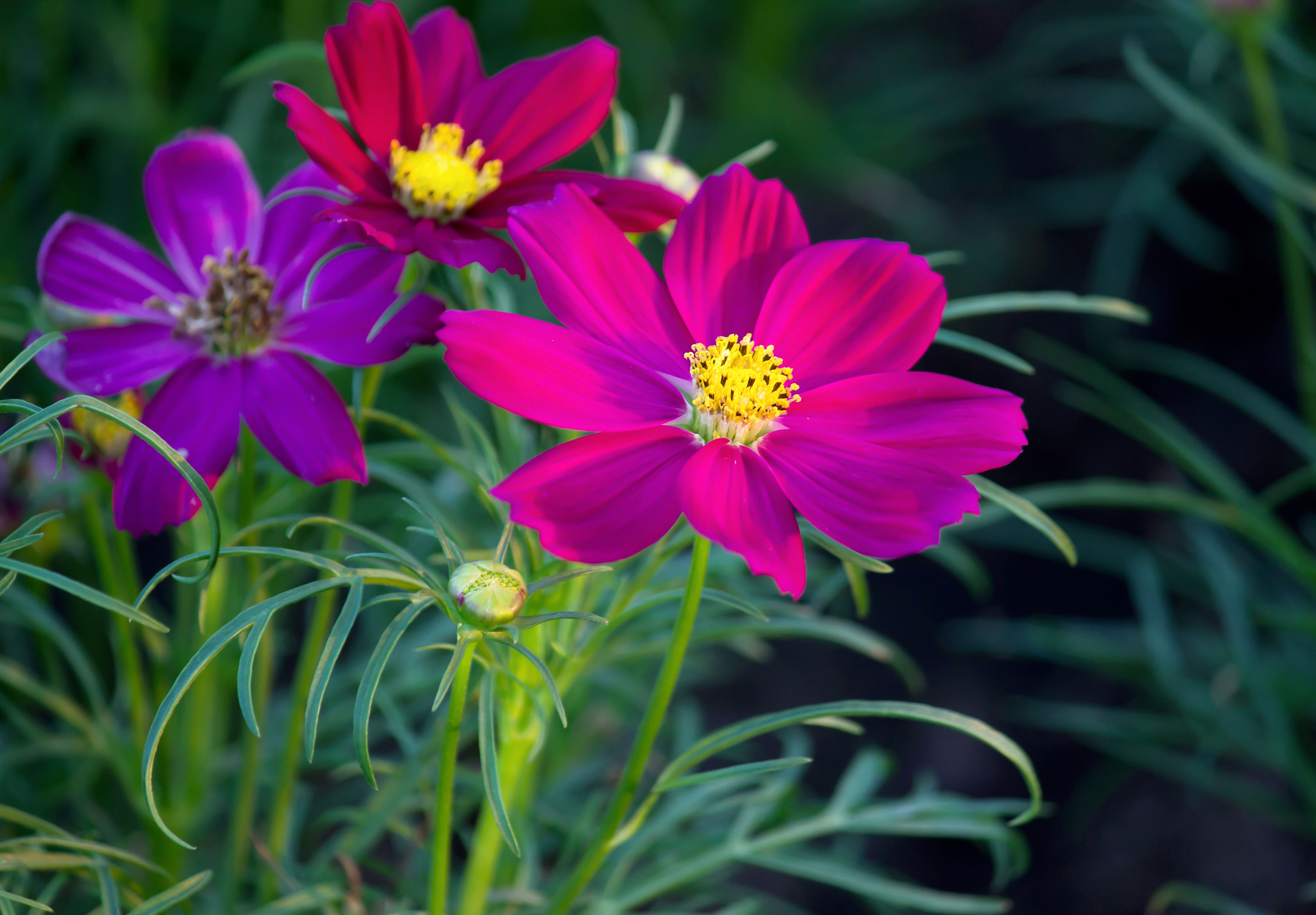 Herbst-Anemone