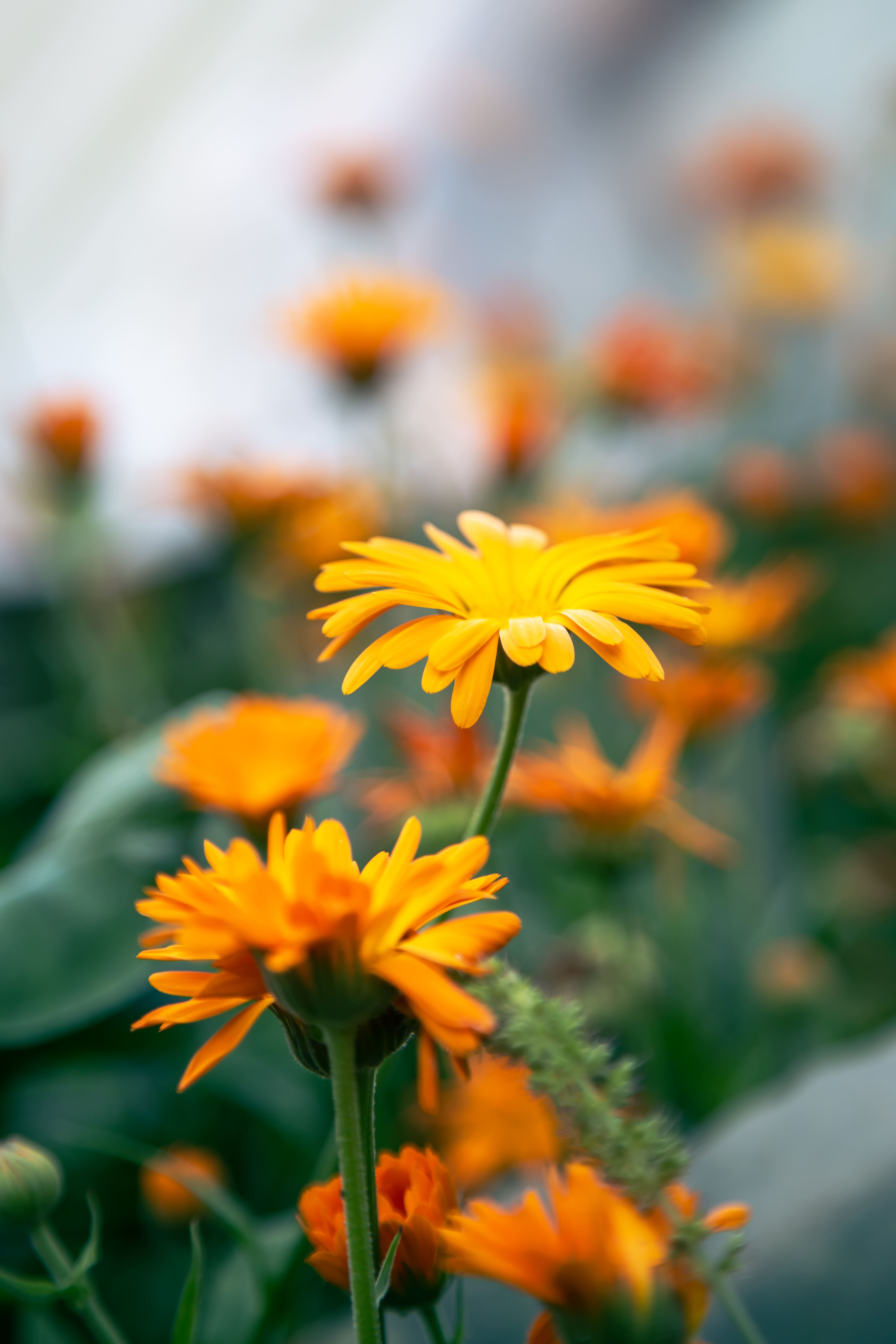 Ringelblume